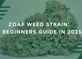 Zoap Weed Strain: A Beginners Guide in 2025