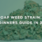 Zoap Weed Strain: A Beginners Guide in 2025