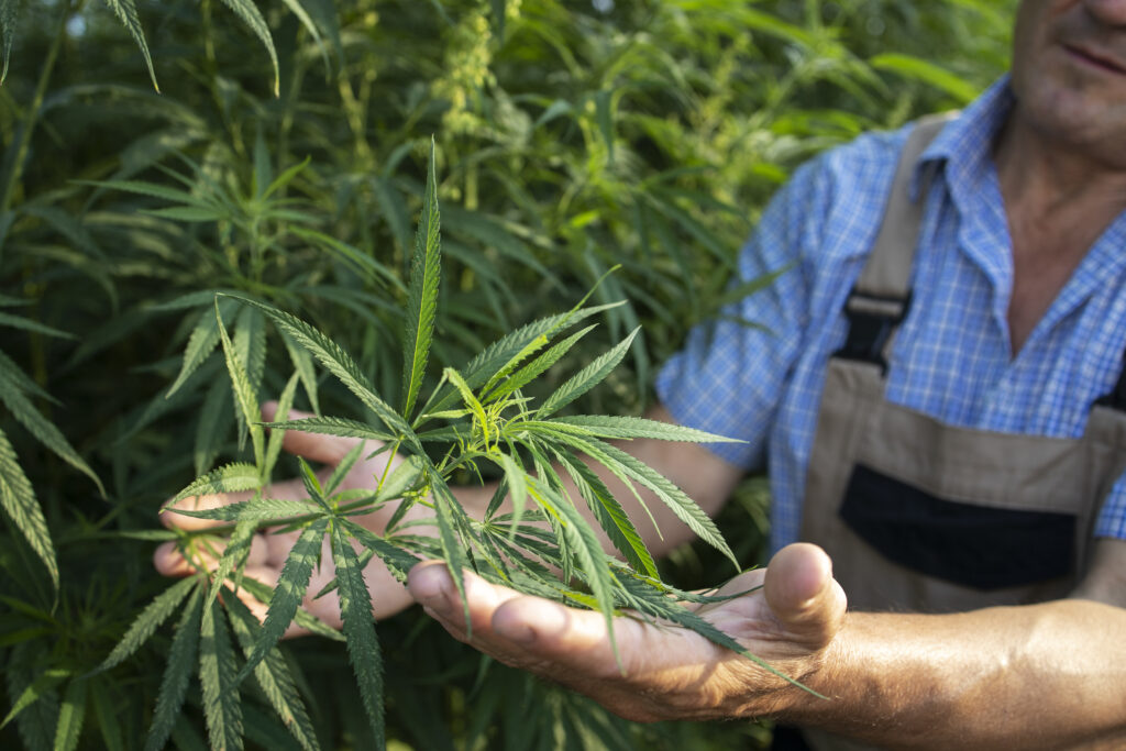 Evolution-of-Cannabis-Use-in-the-Modern-World