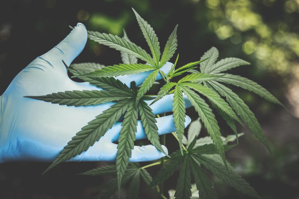 CBD Strains for Social Anxiety